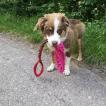 Taz, Berger Australien