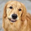 Zeus, Golden Retriever