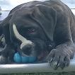 Thanos, Boxer