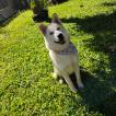 Maya, Husky Siberiano