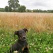 Tracker, Cane da pastore di beauce