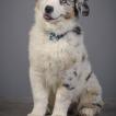 Tsuki, Australian Shepherd