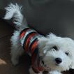 Theo, Maltese