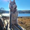Siwa, Husky Siberien