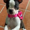 Vida, Boston Terrier