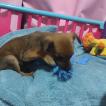 Luck, Pinscher (Alemán)