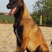 Rlemes, Pastor Belga Malinois
