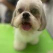 Duke, Shih Tzu