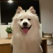 Paris, Samoyede