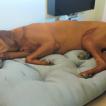 SILVER, Rhodesian Ridgeback