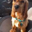 Thalès, Cocker spaniel inglese
