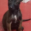 Sheriff, Berger Malinois