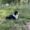 Sky, Australian Shepherd Dog