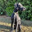 Sancho, German Shorthaired Pointer