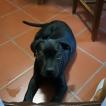 Nina, Cane Corso