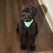 Valentina, Schnauzer gigante