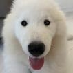 Nala, Samoyedo