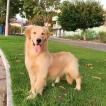 Jake