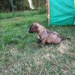 Sherkan, Bull Terrier