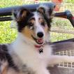 Timothee, Cane da pastore scozzese Shetland