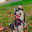 Luna, Husky Siberiano