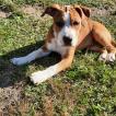 Tyrion, American staffordshire terrier