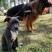 Tokyo, American staffordshire terrier