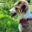 Thémis, Australian Shepherd