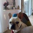 Jouyaux-Ripoche, Bulldog Francés