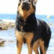 Scarlett Amicalement Loup
