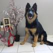 Scarlett Amicalement Loup