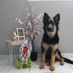 Scarlett Amicalement Loup