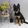 Scarlett Amicalement Loup