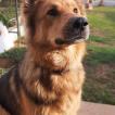 TANA, Berger Allemand
