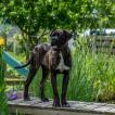 Shadow, Cane Corso