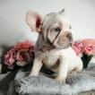 Princesse Tess, Bulldog Francés