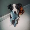 Martin, Border Collie