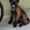 Black diamond, Pastor-belga Malinois