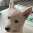 Frida, Husky Siberiano