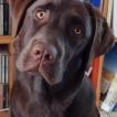 Syrah, Labrador