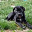 Onyx, Cane Corso