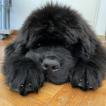 Ozzy, Terre-Neuve
