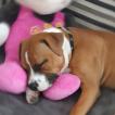 Tina, Staffordshire Bull Terrier