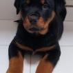odin, Rottweiler