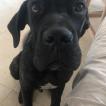 Loki, Cane Corso