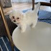 Veda, Bichon