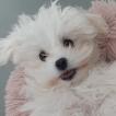 Tessy, Maltese