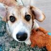 Archie, Welsh Corgi Pembroke