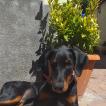 Lapo