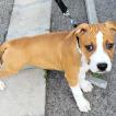 Togo, American staffordshire terrier